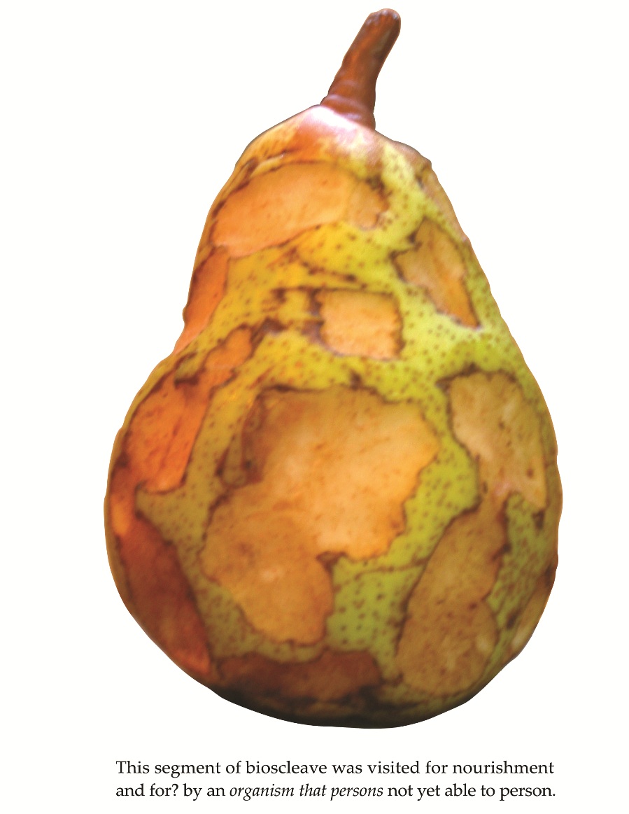 8.-p99-Half-eaten-Pear-Color-resized
